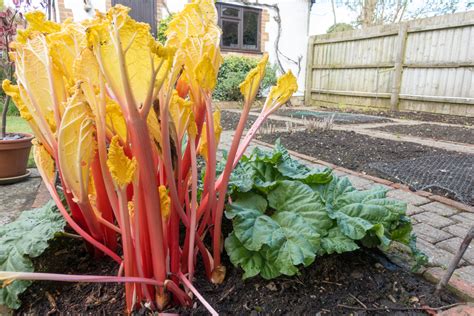 how to cook forced rhubarb.